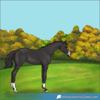 Horse Color:Smoky Black 
