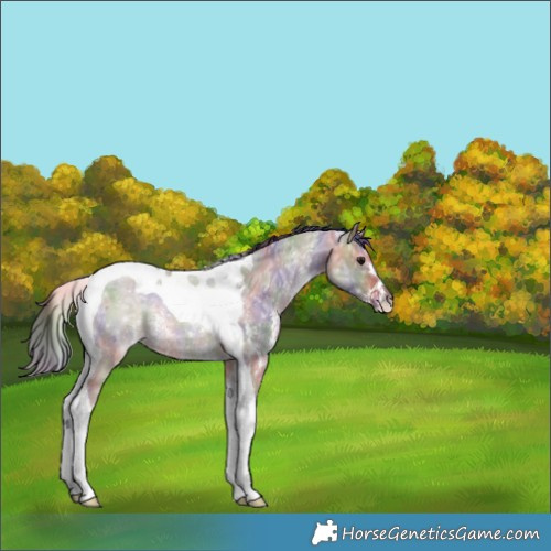 Horse Color:Nacre Brown Ice Dun Sabino Tobiano Rabicano 