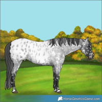 Horse Color:Blue Roan Appaloosa