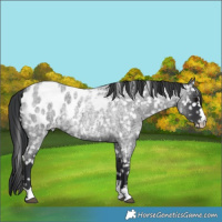 Horse Color:Blue Roan Blanket 
