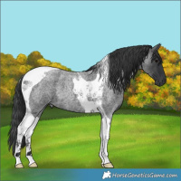 Horse Color:Blue Roan Tobiano