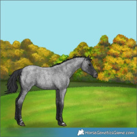 Horse Color:Blue Roan Snowflake Varnish