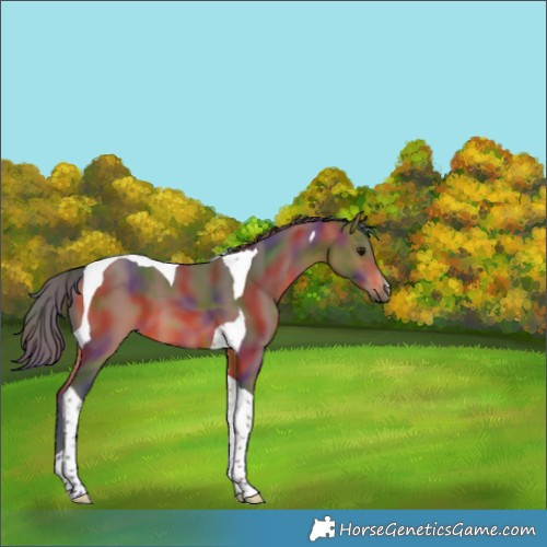 Horse Color:Nacre Bay Tobiano 