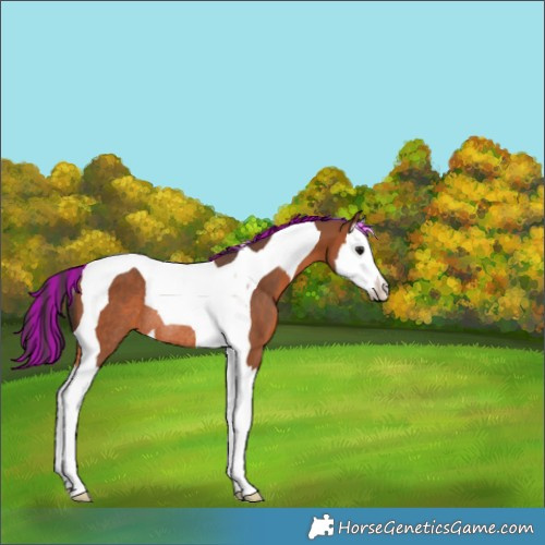 Horse Color:Painted Bay Splash Tobiano Rabicano