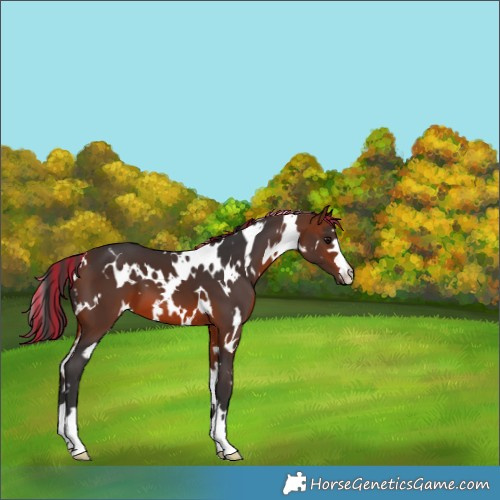 Horse Color:Painted White Spotted Bay