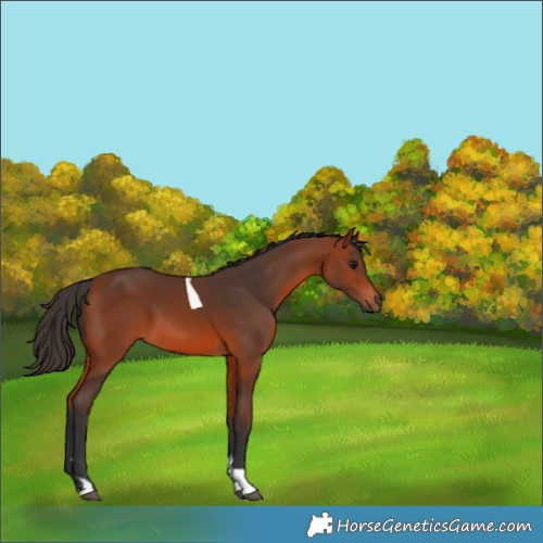 Horse Color:Bay Tobiano