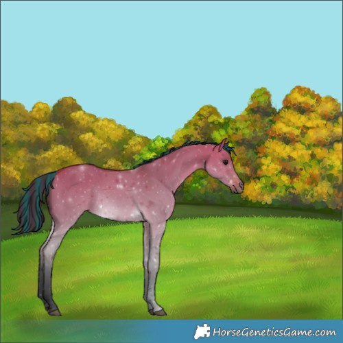 Horse Color:Painted Bay Dun