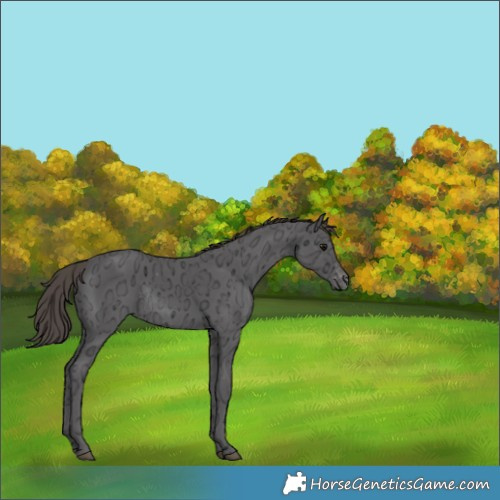 Horse Color:Smoky Black Ice Varnish Rabicano 