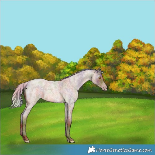 Horse Color:Gray Nacre Silver Amber Champagne Roan