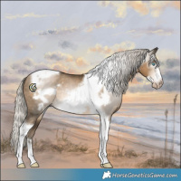 Horse Color:Gray Silver Smoky Black Pearl Tobiano Frame Appaloosa Rabicano 