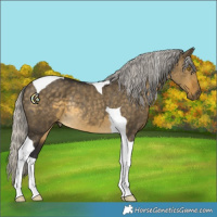 Horse Color:Silver Buckskin Dun Tobiano Rabicano