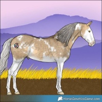 Horse Color:White Spotted Silver Buckskin Dun Splash 