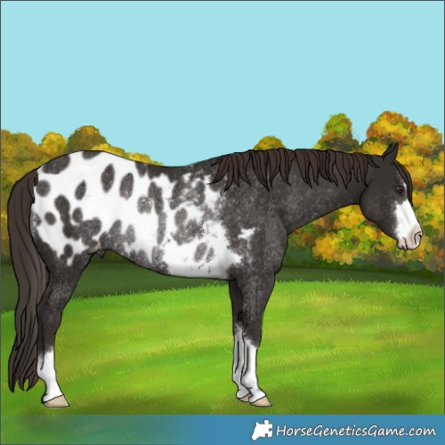 Horse Color:Liver Chestnut Appaloosa Rabicano 