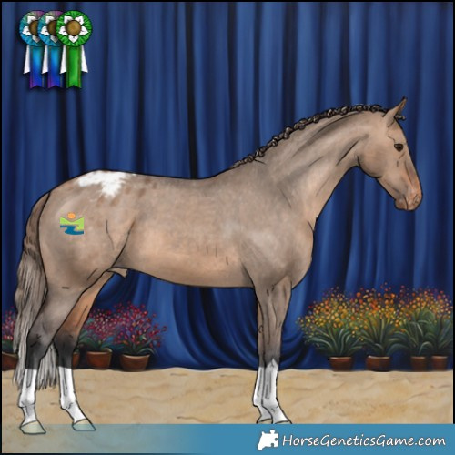 Horse Color:Bay Dun Appaloosa 