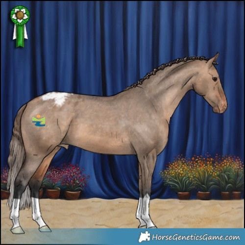 Horse Color:Bay Dun Appaloosa 