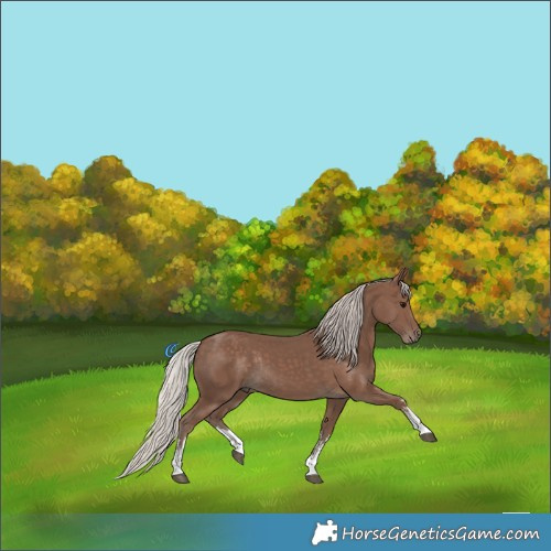 Horse Color:White Spotted Silver Black Rabicano 