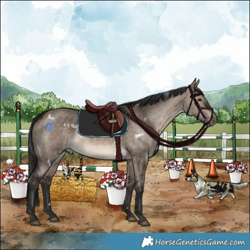 Horse Color:White Spotted Brown Dun Rabicano 