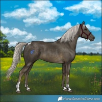 Horse Color:Silver Smoky Black Tobiano 
