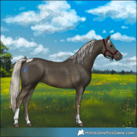 Horse Color:Silver Smoky Black Tobiano