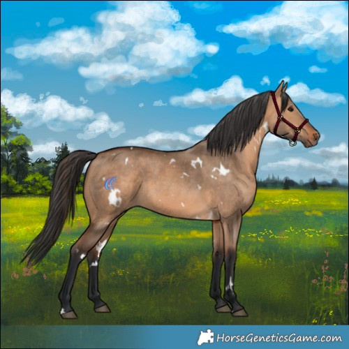Horse Color:White Spotted Brown Dun Rabicano 
