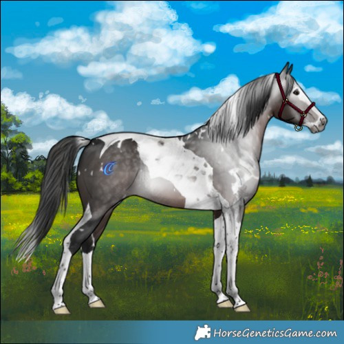 Horse Color:Gray White Spotted Brown Splash Tobiano 