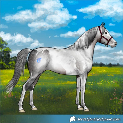 Horse Color:Gray White Spotted Brown Splash Tobiano 