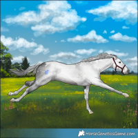 Horse Color:Gray White Spotted Brown Splash Tobiano