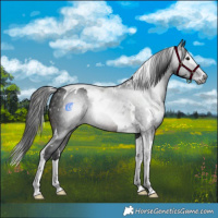 Horse Color:Gray White Spotted Brown Splash Tobiano 