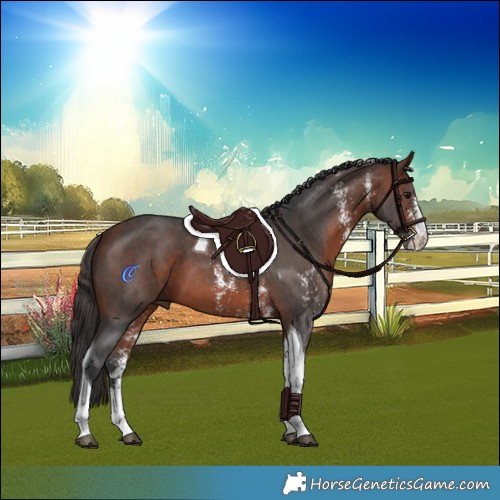 Horse Color:Bay Sabino Tobiano 