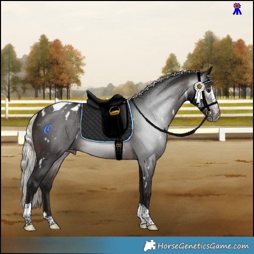 Horse Color:Gray White Spotted Silver Brown Splash Tobiano Appaloosa 