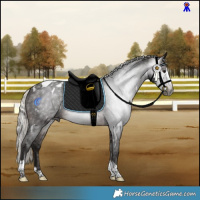 Horse Color:Gray White Spotted Silver Brown Splash Tobiano Appaloosa 
