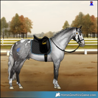 Horse Color:Gray White Spotted Silver Brown Splash Tobiano Appaloosa 