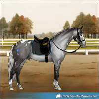 Horse Color:Gray White Spotted Silver Brown Splash Tobiano Appaloosa 