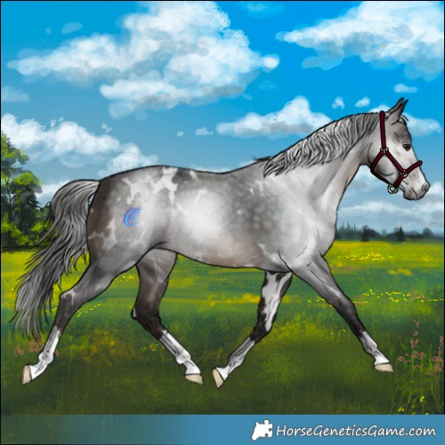 Horse Color:Gray White Spotted Bay 