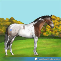 Horse Color:Gray Bay Tobiano Rabicano 
