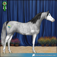Horse Color:Blue Roan Splash 