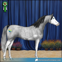 Horse Color:Blue Roan Splash 