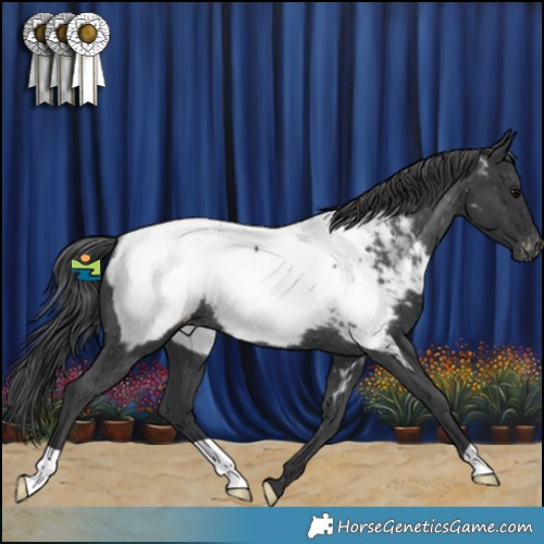 Horse Color:Black Appaloosa Rabicano 
