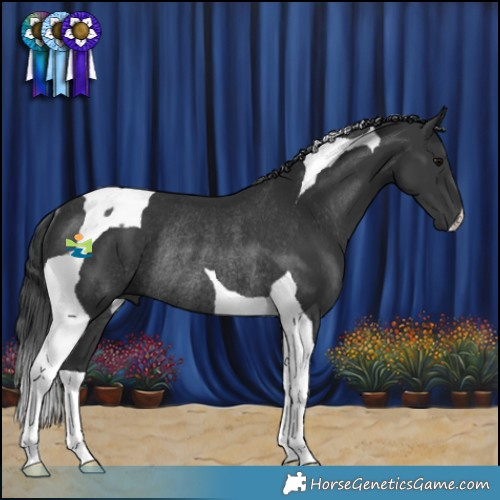 Horse Color:Black Tobiano Rabicano 