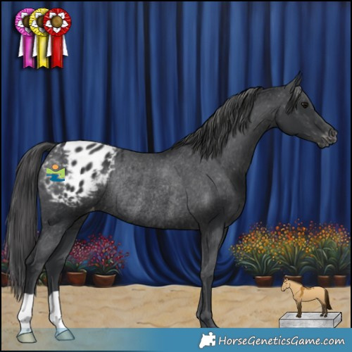 Horse Color:Black Appaloosa Rabicano 
