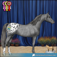 Horse Color:Black Varnish Rabicano
