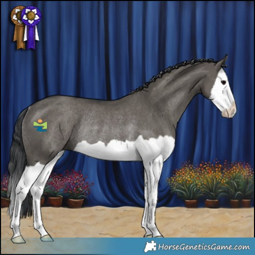 Horse Color:Grullo Splash Rabicano 
