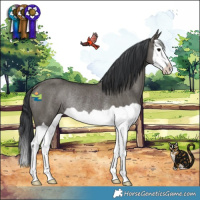 Horse Color:Grullo Splash Rabicano 