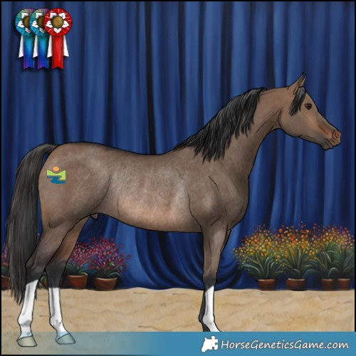 Horse Color:Brown Dun Rabicano 