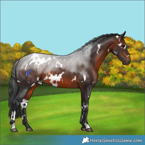 Horse Color:White Spotted Brown Rabicano 