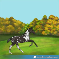 Horse Color:White Spotted Liver Chestnut