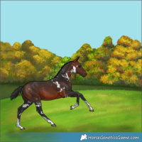 Horse Color:White Spotted Bay Tobiano 