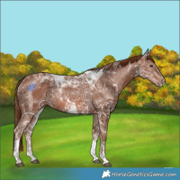 Horse Color:Chestnut Ice Tobiano Rabicano 