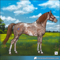 Horse Color:Chestnut Ice Tobiano Rabicano 