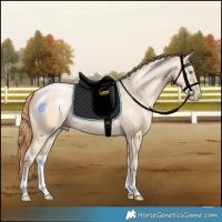 Horse Color:White Spotted Buckskin Pearl Dun
